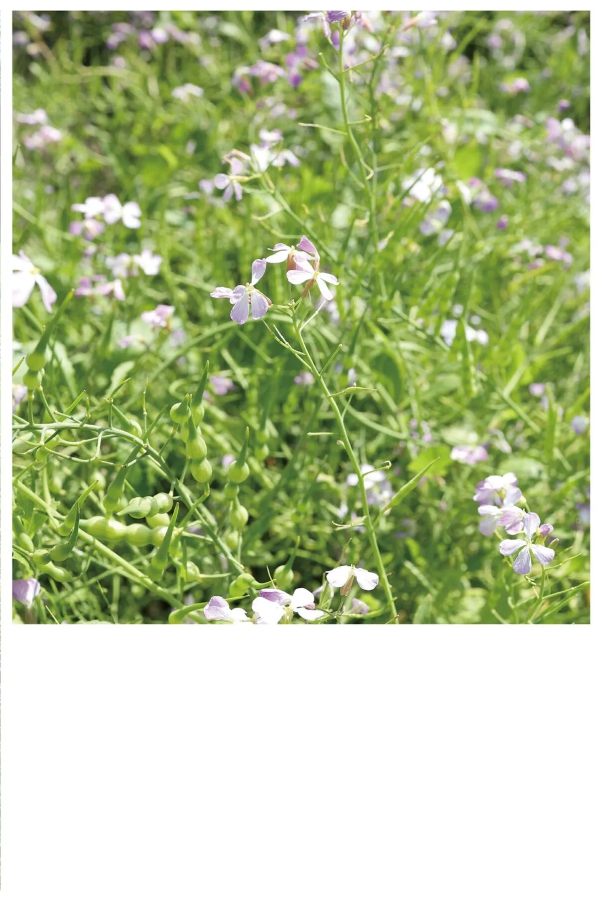 Narumi 写真集 Part 日本写真 Hirose 全集修正 风に包まれて なるみ P.23
